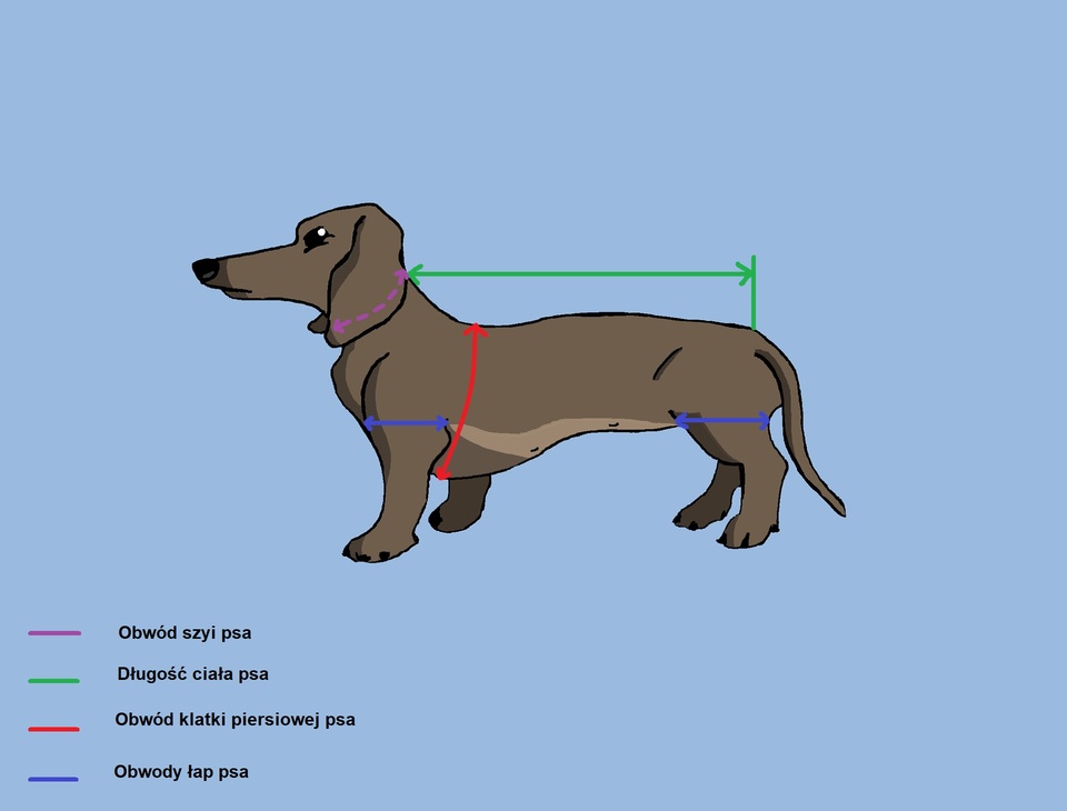 Haine pentru câini - cum să vă măsurați câinele pentru a alege haina potrivită?